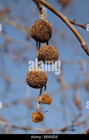 Baum-Samen von Ahornblättrige Platane Platanus X hispanica England UK Stockfoto