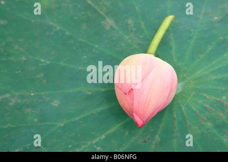 Lotus Stockfoto