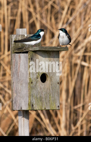 Paar Baum schluckt sprechen auf eine birdbox Stockfoto