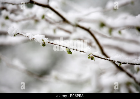 Neues Wachstum auf eine Hasel Zweig ein spät fallenden Schnee fallen Stockfoto