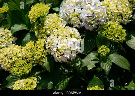 Hortensienblüten Stockfoto