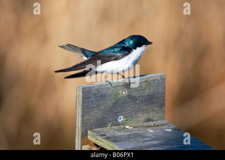 Baum-Schwalbe auf birdbox Stockfoto