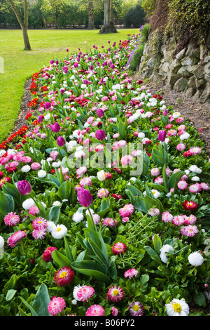 Eine wellenförmige Grenze Frühlingsblumen mit Tulpen, Bellis Perennis Gänseblümchen und Primeln genommen in den Stadtgärten, Swindon, Wiltshire Stockfoto