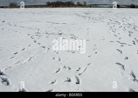 Fußspuren im Schnee an Götter Hill, New Forrest, Hampshire, England Stockfoto