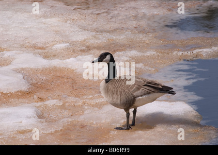 Eine Kanadagans stehend auf dem Eis im Frühling Stockfoto