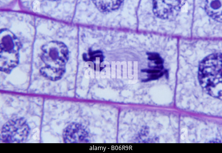 Zwiebel Mitose Wurzelspitze Stockfoto