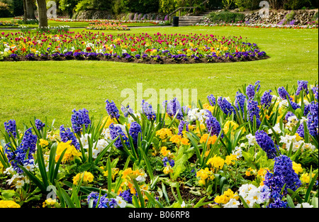 Blaue Hyazinthen und gelbe Primeln im Park, am städtischen Gärten, Swindon, Wiltshire, England, UK Stockfoto