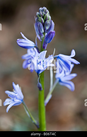 Englische Bluebell, Hyacinthoides non-scripta Stockfoto