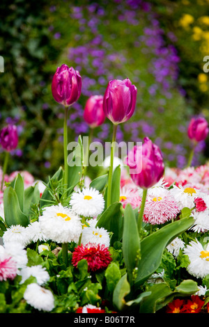 Lila Tulpe Frühlingsblumen und weiße und rosa Bellis Perennis Gänseblümchen Stockfoto
