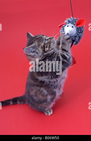 Acht Wochen alte Tabby Kitten versuchsweise mit einem Maus-Spielzeug spielen Stockfoto