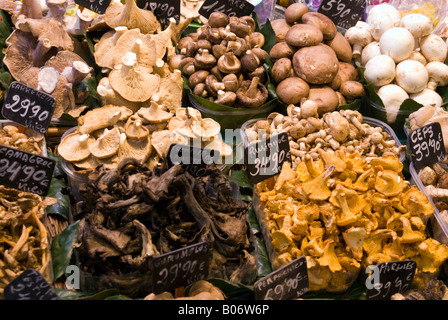 Markt mit verschiedenen Pilzen in Barcelona Spanien abgewürgt. Mercat de la Boqueria Stockfoto