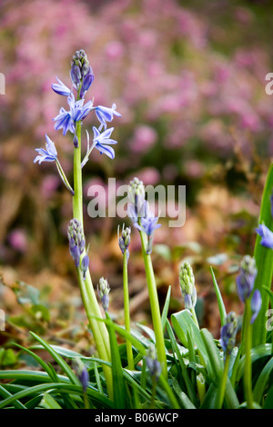 Englische Bluebell, Hyacinthoides non-scripta Stockfoto