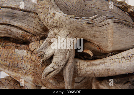 Trockenes Holz in Fish Creek Park, Calgary, Alberta Stockfoto