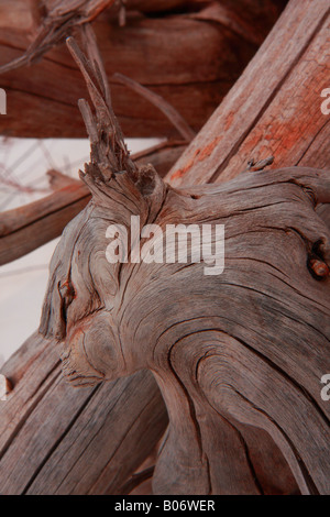 Trockenes Holz-Skulptur im Fish Creek Park, Calgary, Alberta Stockfoto