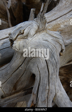 Natürliche Skulptur im Fish Creek Park, Calgary, Alberta Stockfoto