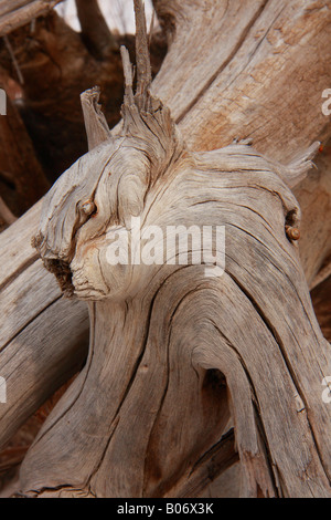 Trockenes Holz-Skulptur im Fish Creek Park, Calgary, Alberta Stockfoto