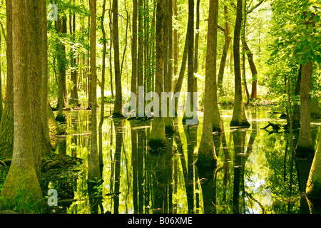 Cypress Swamp, Congaree-Nationalpark, South Carolina Stockfoto