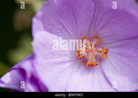 Nahaufnahme eines einzigen schönen Abutilon Suntense in der Blüte im Frühling Stockfoto