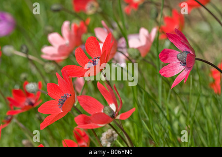 England, UK. Einen Abschnitt eines Englischen wildflower Meadow mit rosa und rote Anemonen in der Blüte im Frühjahr (Anemone officinalis) Stockfoto