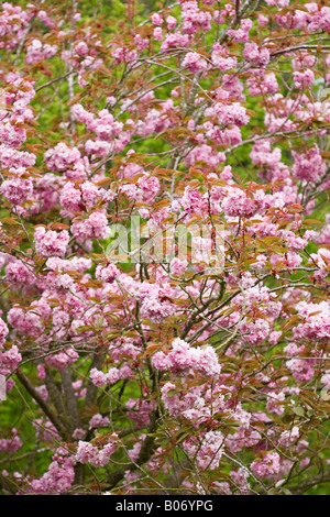 Rosa Kirschblüte (Prunus 'Kanzan') im Frühling Stockfoto