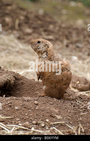 Präriehund entstand aus Fuchsbau erschossen 01 stehen auf der Hut Pflicht Zahl 2676 Stockfoto