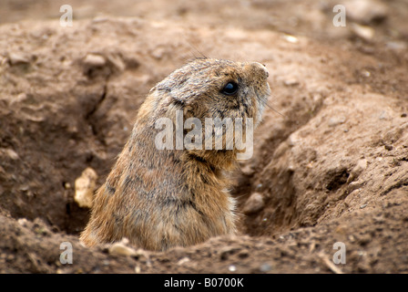 Präriehund aus seinem Bau Schuss 03 Seite Profilnummer 2678 Stockfoto