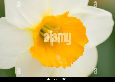 Nahaufnahme eines zweifarbigen weißen Narkodils (Narcissus) mit gelber Trompete, die im Frühling in Großbritannien blüht Stockfoto