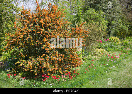 Im April blühen die leuchtend goldgelben Blumen des Barberis jamesiana Stockfoto