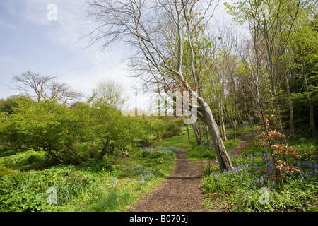 Pfad durch Highdown Gardens, Worthing, West Sussex, England im Frühling Stockfoto