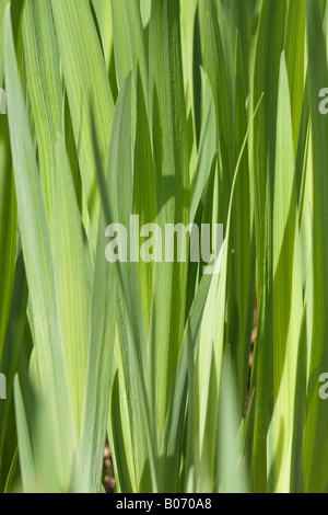 Nahaufnahme des Laubs von Bearded Irises (Iris Germanica) im Frühling Stockfoto