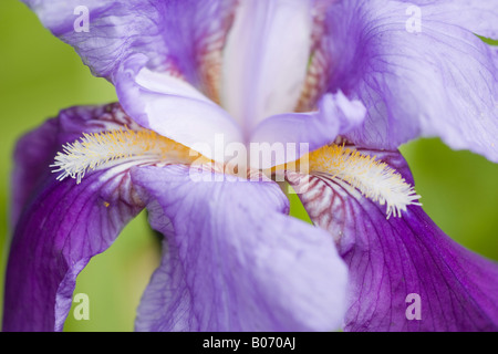 Porträt einer wunderschönen, tief lavendelblauen Iris (Iris germanica), die im Frühjahr blüht Stockfoto