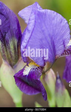 Porträt einer wunderschönen, tief lavendelblauen Iris (Iris germanica), die im Frühjahr blüht Stockfoto