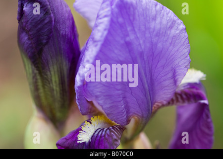 Porträt einer wunderschönen, tief lavendelblauen Iris (Iris germanica), die im Frühjahr blüht Stockfoto