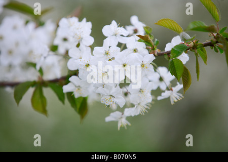 WILDE KIRSCHE PRUNUS AVIUM Stockfoto