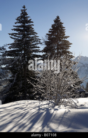 Baum im winter Stockfoto