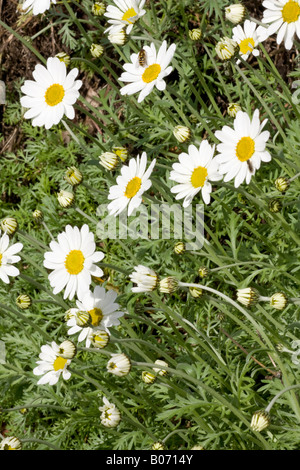 Oxeye Daisies (Leucanthemum vulgare) blühen im Frühjahr Stockfoto