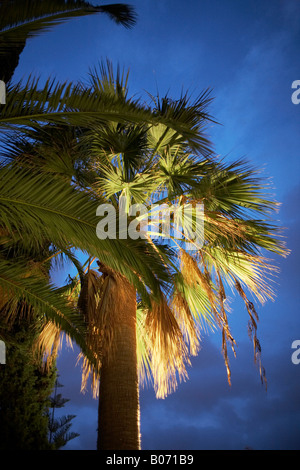 Palm trees / während der Dämmerung beleuchtet. Stockfoto
