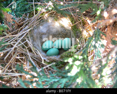 Heckenbraunelle Prunella Modularis Eiern Stockfoto