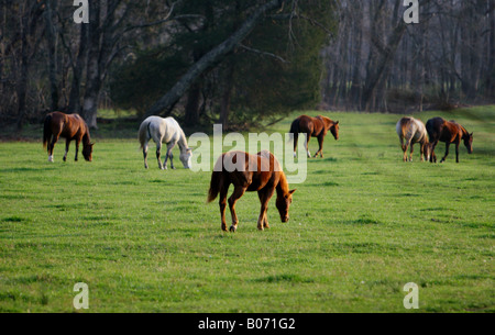 Grasende Pferde Stockfoto