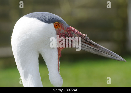 Wattled Kran Stockfoto