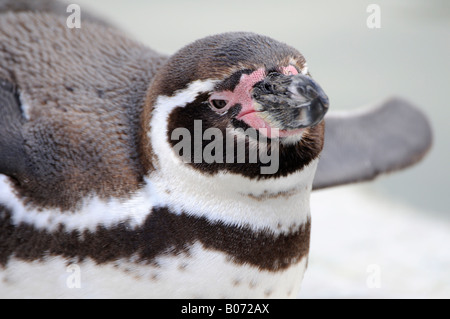 Humboldt-Pinguin Stockfoto