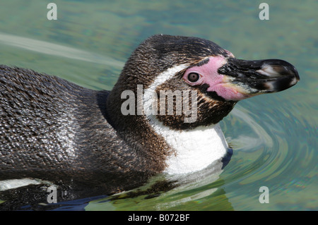 Humboldt-Pinguin Stockfoto