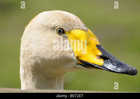 Bewick Schwan Stockfoto