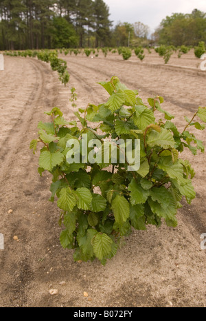 Nahaufnahme von Black Diamond Trüffel Baum im Orchid in Pinehurst, North Carolina USA Stockfoto