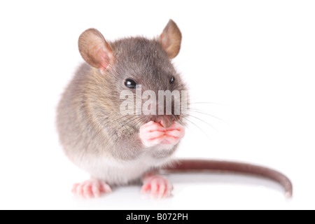 Maus Stockfoto