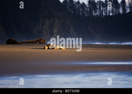 Ungewöhnliche Abendlicht highlights Treibholz auf den Zweiten Strand, Olympic National Park, Washington. Stockfoto