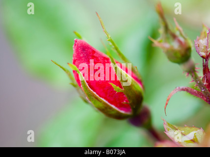 Ein Angebot rosebud Der Knockout Rosenstrauch. Oklahoma, USA. Stockfoto