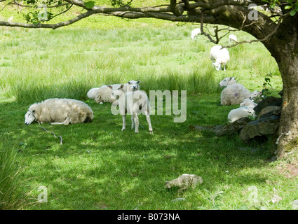 Schafe unter Baum in Troutbeck Park, Troutbeck, Lake District, Cumbria. Stockfoto