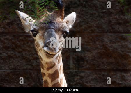 Baby-Giraffe in Los Angeles Zoo Kindergarten Abschnitt Stockfoto