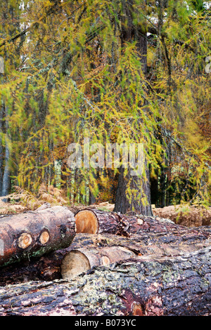 Forstwirtschaftliche Betriebe auf dem Rothiemurchus Estate in der Nähe von Aviemore Schottland Stockfoto